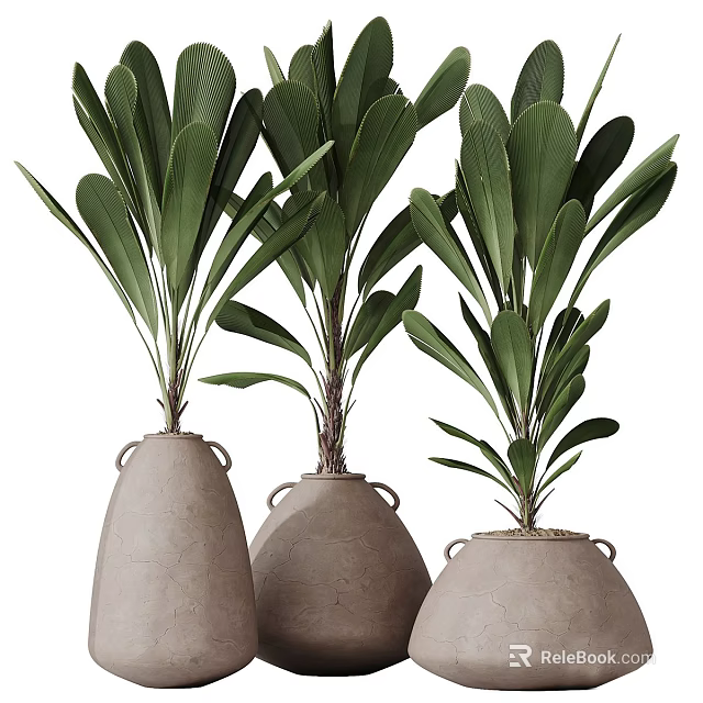 Broad Green Leaf Bonsai Potted Plants in Clay Pots with Handle Design 3d model 