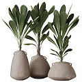 Broad Green Leaf Bonsai Potted Plants in Clay Pots with Handle Design