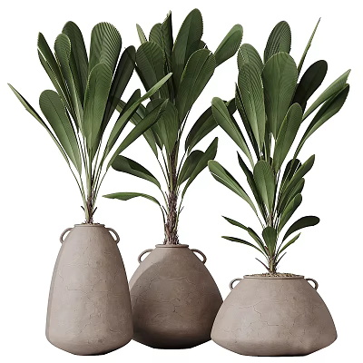 Broad Green Leaf Bonsai Potted Plants in Clay Pots with Handle Design 3d model