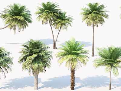 Various Tall Palm Trees With Green Fronds And Diverse Trunk Structures On White Background 3d model