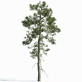 Tall Pine Tree With Straight Trunk And Green Foliage On White Background
