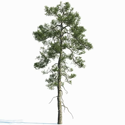 Tall Pine Tree With Straight Trunk And Green Foliage On White Background 3d model
