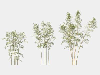 Lush Bamboo Plants With Various Heights Slender Stems and Green Leaves in Natural Arrangement 3d model