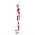 Human Body Organ System Showing Blood Vessels and Circulatory Network Anatomical Structure