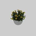 Bonsai Potted Plant In White Textured Pot With Yellow Flowers And Green Leaves