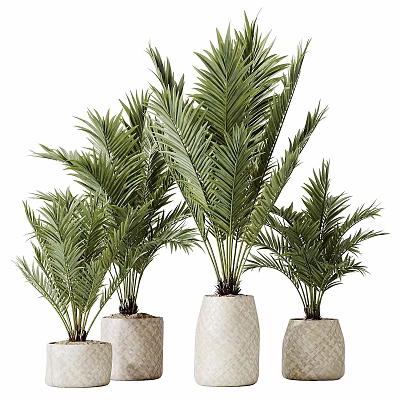 Decorative Ornament Set With Green Palm Plants In Woven Texture Pots 3d model