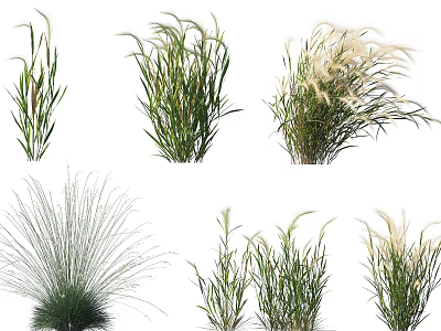 Various Aquatic Plants With Green Foliage And Feathery Blooms For Pond Gardens 3d model
