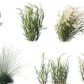 Various Aquatic Plants With Green Foliage And Feathery Blooms For Pond Gardens