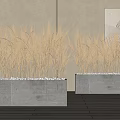 Golden Wheat Grass Potted Plants in Gray Concrete Planters with White Pebbles on Wooden Floor