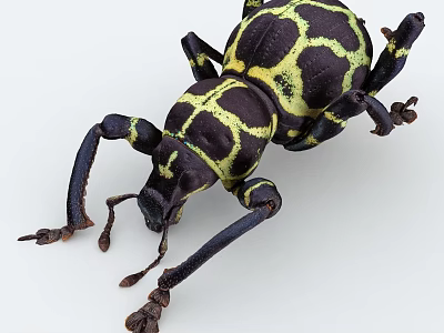 Black And Yellow Patterned Beetle With Detailed Legs And Antennae 3d model
