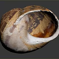 Natural Open Conch Shell with Brown Pink Exterior and Detailed Interior Texture