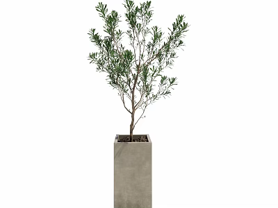 Small Bonsai Tree Potted In Square Concrete Pot With Green Foliage For Indoor Decor 3d model