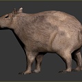 Water guinea pig capybara moving capybara 3d model