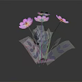 Four Pink Flowers With Yellow Centers And Purple Leaves On Stems Against Dark Background