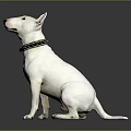 White Bull Terrier Sitting On Smooth Black Surface Wearing Black Collar Against Gray Background