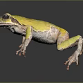 Vibrant Yellow Frog With Large Black Eyes And Pinkish Legs On Dark Surface