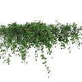 Lush Green Hanging Vines With Trailing Leaves And Natural Growth