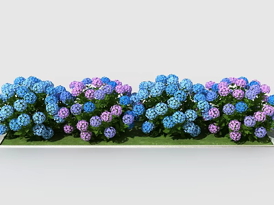 Vibrant Blue and Pink Hydrangeas Neatly Arranged in Garden with Green Leaves 3d model