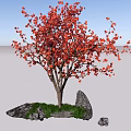 Vibrant Red Leaf Shrub Surrounded by Stones and Green Grass under Blue Sky