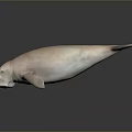 Pink Dugong as Aquatic Animal on a Dark Background with Reflective Surface