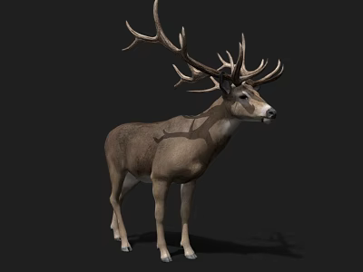 Realistic Deer With Large Antlers Standing On Black Background 3d model