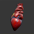 Human Heart Anatomical Model With Red Surface And Blue Yellow Blood Vessels
