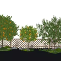 Fruit Bearing Arbor Trees In Garden With Wooden Fence Green Grass And Blue Sky