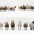 Modern Style Animal Sheep 3d model