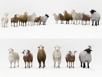 Modern Style Animal Sheep 3d model