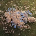 Small Pink and Blue Flowers Growing Around Stones on Green Grass