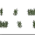 Healthy Corn Plants With Green Leaves And Tassels In Growth Stages