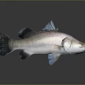 3D Rendered Fish with Silver Body and Blue Fins on Gray Background with Reflection