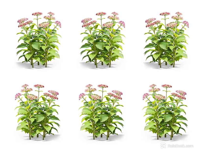 Potted Flowering Plants with Pink Blooms and Green Leaves Arranged in Six Groups 3d model 