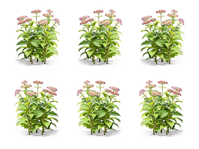 Potted Flowering Plants with Pink Blooms and Green Leaves Arranged in Six Groups 3d model