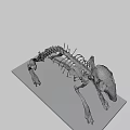 Detailed Animal Skeleton Display Model With Black Base And Bone Structure 3d model