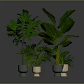Indoor Green Plants with Lush Large Leaves in Light Ceramic Pots Against Gray Background
