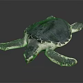 Adult Sea Turtle With Dark Shell And Extended Flippers On Black Surface
