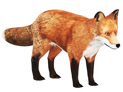 Realistic Red Fox With Fluffy Tail White Belly And Erect Ears 3d model