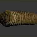 Ancient Ammonite Fossil With Spiral Shell And Detailed Texture From Marine Animal