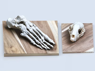 Detailed Skeleton Hand And Animal Skull Sculptures On Wooden Display Base 3d model