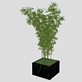 Bamboo Plants in Black Square Marble Planters with Green Leaves and Stems for Indoor Decor
