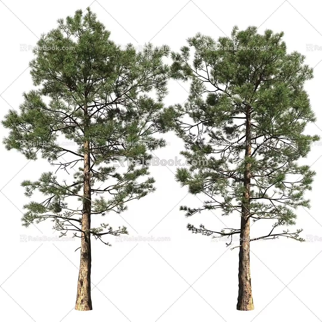 pine tree 3d model