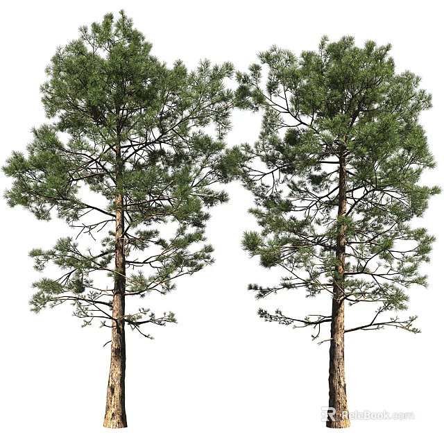 Two Tall Pine Trees With Lush Green Foliage And Brown Trunks 3d model 