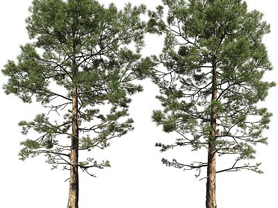 Two Tall Pine Trees With Lush Green Foliage And Brown Trunks 3d model
