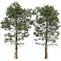pine tree 3d model