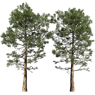 Two Tall Pine Trees With Lush Green Foliage And Brown Trunks 3d model Two Tall Pine Trees With Lush Green Foliage And Brown Trunks 3d model