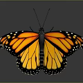 Stunning Monarch Butterfly Featuring Orange Wings With Yellow And Black Patterns