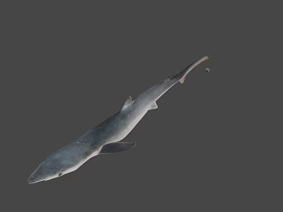Realistic Shark Figure With Sleek Body And Fin Details On Gray Backdrop 3d model