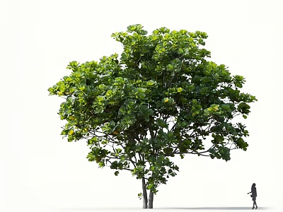 Tall Arbor With Lush Green Foliage And Person Standing Nearby For Scale Reference 3d model
