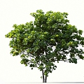 Qin Ye Ficus Banyan Tree Rubber Tree Qin Ye Rubber Tree Landscape Tree Forest Big Tree Small Tree Spring Tree Summer Tree Autumn Tree Bodhi Tree 3d model